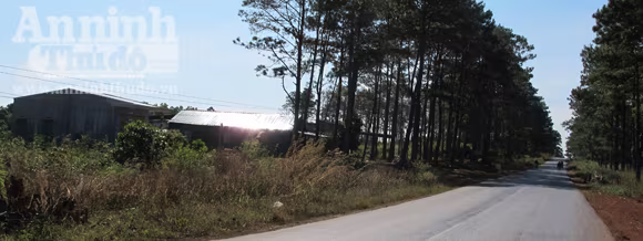 160 ha rừng thông phòng hộ đã bị chặt phá không thương tiếc ảnh 1