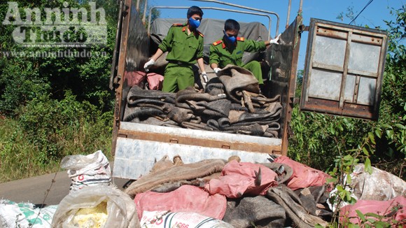 Bắt ô tô chở đầy da trâu bò thối ảnh 1 Bắt ô tô chở đầy da trâu bò thối ảnh 1