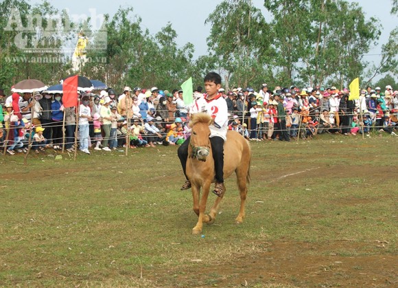 Đầu xuân, kỵ sĩ "chân đất" đua ngựa gò Thì Thùng ảnh 4 Đầu xuân, kỵ sĩ "chân đất" đua ngựa gò Thì Thùng ảnh 4