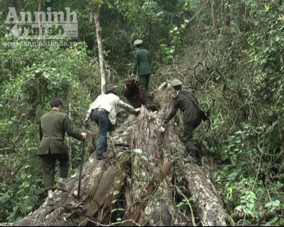 Triệt hạ gỗ nghiến vài trăm tuổi để lấy... thớt bán qua biên giới ảnh 4 Triệt hạ gỗ nghiến vài trăm tuổi để lấy... thớt bán qua biên giới ảnh 4