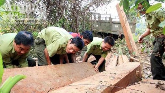 Bị bắt gỗ, lâm tặc rải đinh chống kiểm lâm ảnh 1 Bị bắt gỗ, lâm tặc rải đinh chống kiểm lâm ảnh 1