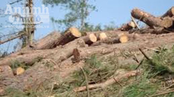 Điều tra, xử lý việc chặt phá rừng phòng hộ ven biển Nhơn Lý ảnh 1 Điều tra, xử lý việc chặt phá rừng phòng hộ ven biển Nhơn Lý ảnh 1