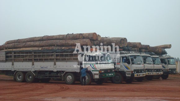 Bắt 5 xe ô tô tải chở gỗ "khủng" từ Lào về Hà Nội ảnh 1 Bắt 5 xe ô tô tải chở gỗ "khủng" từ Lào về Hà Nội ảnh 1