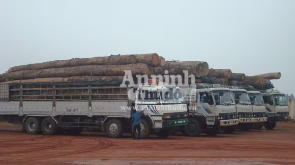 Bắt 5 xe ô tô tải chở gỗ "khủng" từ Lào về Hà Nội ảnh 1 Bắt 5 xe ô tô tải chở gỗ "khủng" từ Lào về Hà Nội ảnh 1