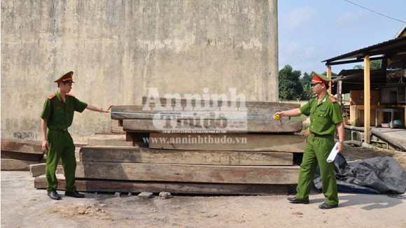 Phát hiện, xử lý nhiều vụ vận chuyển lâm sản trái phép ảnh 1 Phát hiện, xử lý nhiều vụ vận chuyển lâm sản trái phép ảnh 1