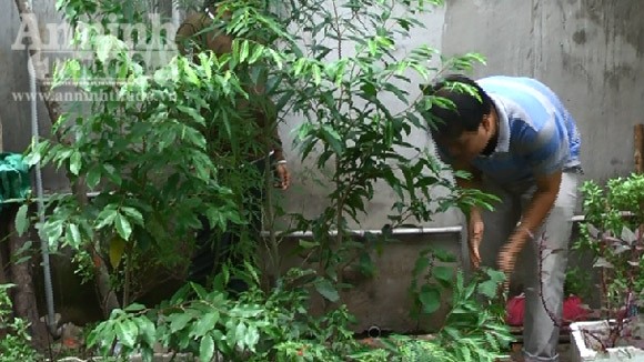 Trồng cây cần sa để... nuôi dế ảnh 1 Trồng cây cần sa để... nuôi dế ảnh 1