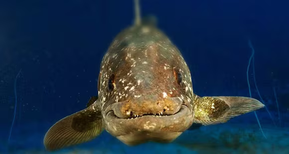 Quái vật hồ Loch Ness: Huyền thoại, sự thật, hay là trò câu khách? ảnh 2 Quái vật hồ Loch Ness: Huyền thoại, sự thật, hay là trò câu khách? ảnh 2