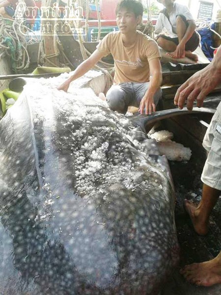 Ngư dân Nghệ An bắt được cá mập voi nặng tới gần 800kg ảnh 1 Ngư dân Nghệ An bắt được cá mập voi nặng tới gần 800kg ảnh 1