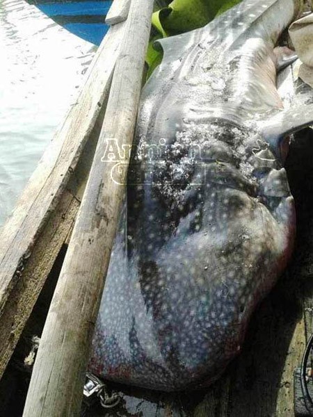 Ngư dân Nghệ An bắt được cá mập voi nặng tới gần 800kg ảnh 2 Ngư dân Nghệ An bắt được cá mập voi nặng tới gần 800kg ảnh 2