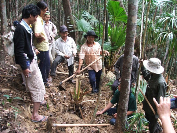 Phú Yên: Bùng phát nạn phá rừng tìm trầm ảnh 1 Phú Yên: Bùng phát nạn phá rừng tìm trầm ảnh 1