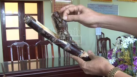 Quái chiêu: Mía...thuốc phiện ảnh 1 Quái chiêu: Mía...thuốc phiện ảnh 1