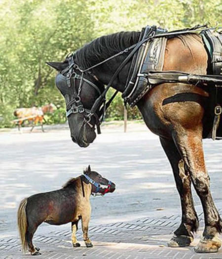10 loài động vật “tí hon” trên thế giới ảnh 4 10 loài động vật “tí hon” trên thế giới ảnh 4