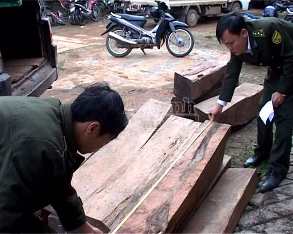 Bắt 2 vụ buôn gỗ lậu trị giá gần 300 triệu đồng ảnh 1 Bắt 2 vụ buôn gỗ lậu trị giá gần 300 triệu đồng ảnh 1