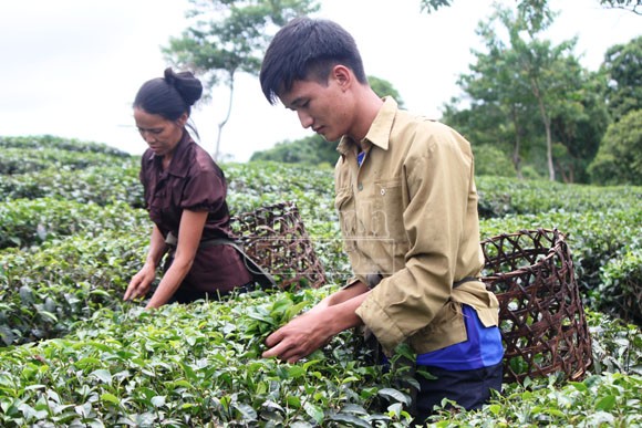 Thủ khoa "đất chè" và ước mơ trở thành bác sỹ ảnh 2 Thủ khoa "đất chè" và ước mơ trở thành bác sỹ ảnh 2