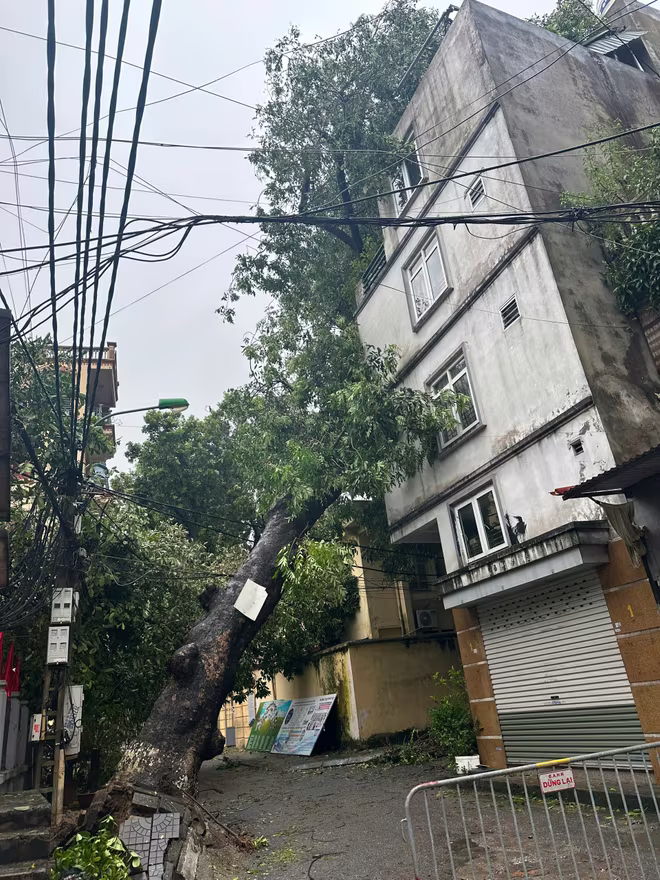 Cây xà cừ cổ thụ đổ nghiêng vào nhà dân ở số 1B Phúc Xá Cây xà cừ cổ thụ đổ nghiêng vào nhà dân ở số 1B Phúc Xá