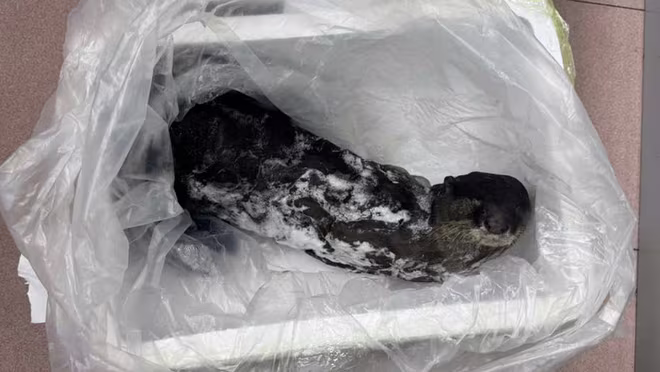 Tang vật bị thu giữ