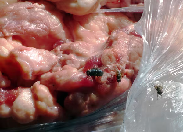 Rợn người nhìn thực phẩm "vó bò" hôi thối ảnh 6