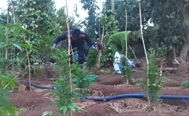 Theo Bộ luật Hình sự, người trồng cần sa trái phép có thể bị xử phạt đến 7 năm tù giam