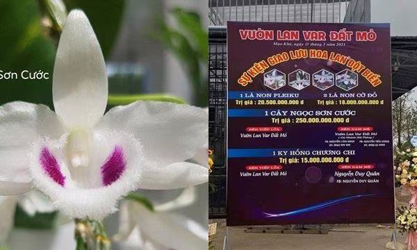 Giao dịch lan đột biến được quảng cáo lên tới gần 300 tỷ đồng của một vườn lan ở Quảng Ninh Giao dịch lan đột biến được quảng cáo lên tới gần 300 tỷ đồng của một vườn lan ở Quảng Ninh