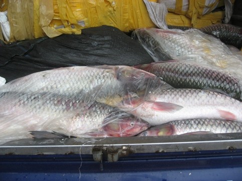 Lạ lùng cá trắm "Hải Dương" đóng bao bì Trung Quốc ảnh 6