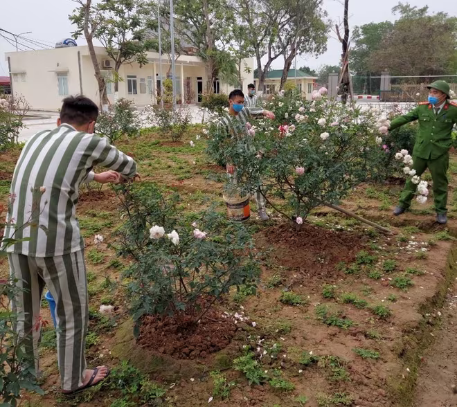 Cán bộ quản giáo hướng dẫn các phạm nhân chăm sóc cây xanh tại khuôn viên Trại tạm giam số 2