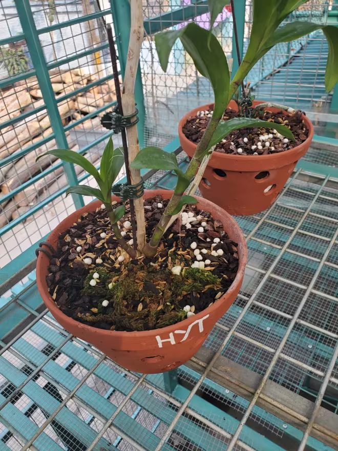 Một trong những cây hoa lan được thỏa thuận mua bán với số tiền bạc tỷ Một trong những cây hoa lan được thỏa thuận mua bán với số tiền bạc tỷ