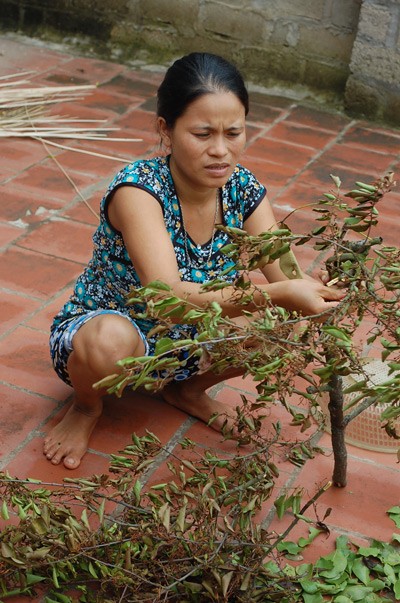 Về làng... "cây có ma" ảnh 2 Về làng... "cây có ma" ảnh 2