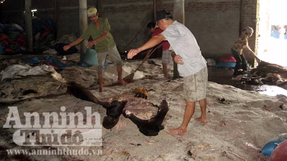 Công nhân ướp muối lên da trâu bò Công nhân ướp muối lên da trâu bò
