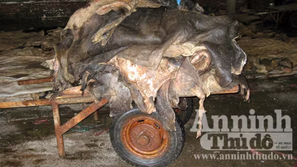 Da động vật được vận chuyển bằng xe kéo Mỗi tháng, cơ sở nhập 50 tấn da trâu bò Da động vật được vận chuyển bằng xe kéo Mỗi tháng, cơ sở nhập 50 tấn da trâu bò