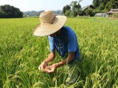 Nhật Bản mở rộng việc cấm bán gạo nhiễm phóng xạ ảnh 1 Nhật Bản mở rộng việc cấm bán gạo nhiễm phóng xạ ảnh 1