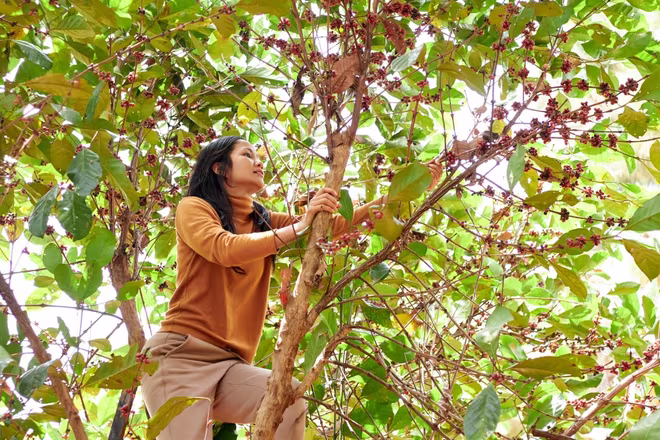H&apos;Hen Niê đã leo lên cây cà phê, hái từng trái cà phê và cắt thêm 6 cành cà phê để làm phụ kiện cầm theo. Sau gần 02 giờ miệt mài đính kết tỉ mỉ, vương miện cà phê đã hoàn thành