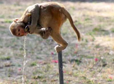 Bắn chết vợ bị tưởng nhầm là… khỉ ảnh 1 Bắn chết vợ bị tưởng nhầm là… khỉ ảnh 1