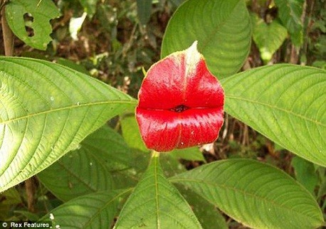 Kỳ lạ loài hoa giống hệt môi người ảnh 1 Kỳ lạ loài hoa giống hệt môi người ảnh 1