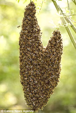 Những trái tim của tạo hóa thiên nhiên ảnh 4 Những trái tim của tạo hóa thiên nhiên ảnh 4