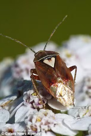 Những trái tim của tạo hóa thiên nhiên ảnh 5 Những trái tim của tạo hóa thiên nhiên ảnh 5