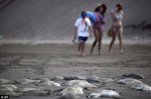 250 con cá đuối phơi xác trên bờ biển ảnh 3 250 con cá đuối phơi xác trên bờ biển ảnh 3