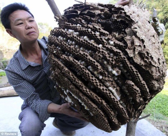 Kinh sợ loài ong khổng lồ, cực độc khiến 42 người vong mạng ảnh 8 Kinh sợ loài ong khổng lồ, cực độc khiến 42 người vong mạng ảnh 8