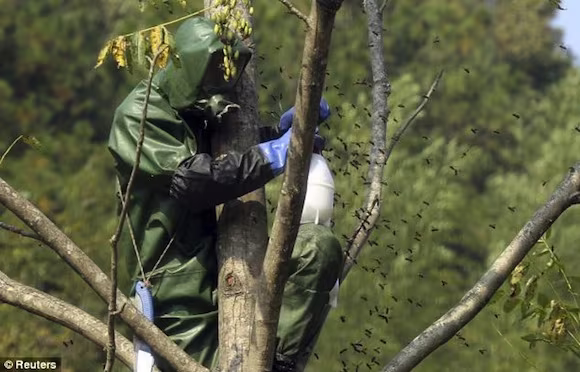 Kinh sợ loài ong khổng lồ, cực độc khiến 42 người vong mạng ảnh 11