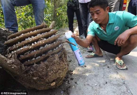 Kinh sợ loài ong khổng lồ, cực độc khiến 42 người vong mạng ảnh 13 Kinh sợ loài ong khổng lồ, cực độc khiến 42 người vong mạng ảnh 13