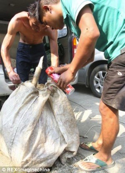 Kinh sợ loài ong khổng lồ, cực độc khiến 42 người vong mạng ảnh 15 Kinh sợ loài ong khổng lồ, cực độc khiến 42 người vong mạng ảnh 15