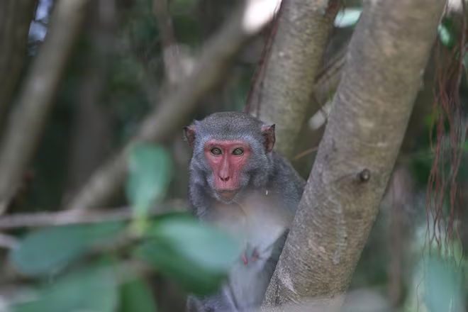 Một chú khỉ tinh nghịch &quot;theo dõi&quot; giải đấu