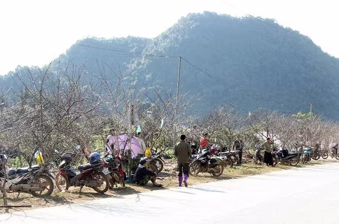 Đào rừng nhiều năm qua bị khai thác quá mức dẫn đến tình trạng cạn kiệt, khan hiếm Đào rừng nhiều năm qua bị khai thác quá mức dẫn đến tình trạng cạn kiệt, khan hiếm