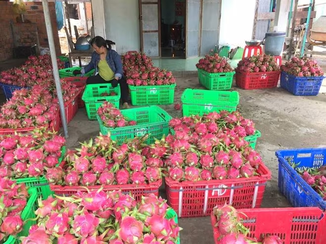 Ngành nông nghiệp đặt mục tiêu trở thành cường quốc chế biển nông sản Ngành nông nghiệp đặt mục tiêu trở thành cường quốc chế biển nông sản