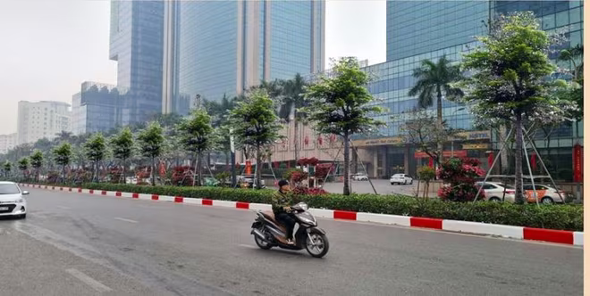 Phối cảnh trồng cây bàng lá nhỏ trên dải phân cách đường Nguyễn Chí T hanh Phối cảnh trồng cây bàng lá nhỏ trên dải phân cách đường Nguyễn Chí T hanh