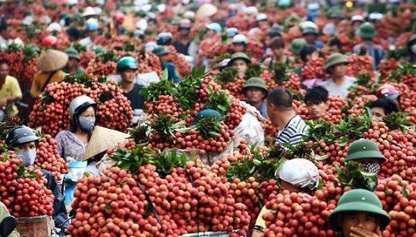 164 thương nhân Trung Quốc được phép nhập cảnh vào Việt Nam đến Hải Dương thu mua vải thiều 164 thương nhân Trung Quốc được phép nhập cảnh vào Việt Nam đến Hải Dương thu mua vải thiều