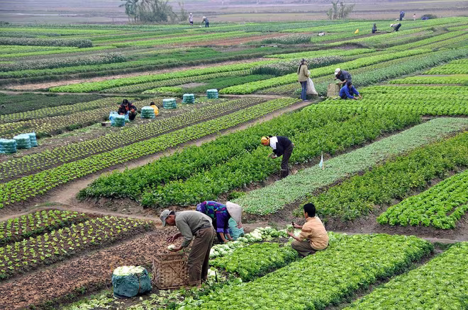 Hà Nội dự kiến không tăng giá đất nông nghiệp ở các khu vực trung tâm do lo ngại gián tiếp đẩy giá bất động sản lên cao Hà Nội dự kiến không tăng giá đất nông nghiệp ở các khu vực trung tâm do lo ngại gián tiếp đẩy giá bất động sản lên cao