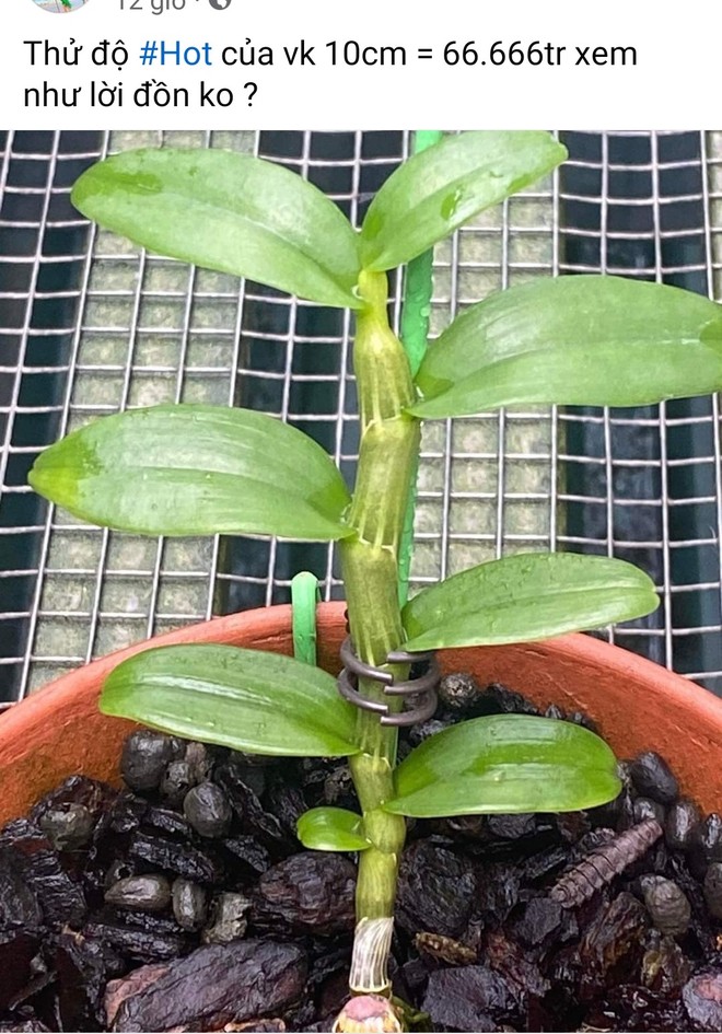 Thực hư lan đột biến “sốt” giá trở lại hay chỉ là chiêu trò “lùa gà”? ảnh 2