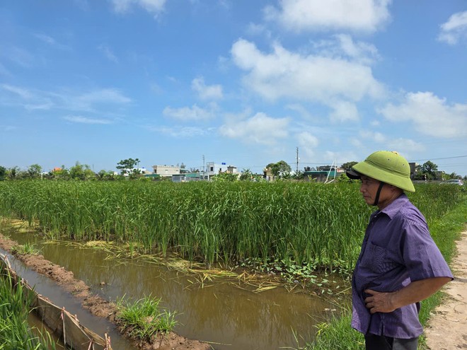 Khu đồng ruộng sát KCN Hải Long thường xuyên bị nước ngập, cỏ mọc quá đầu người nhưng lúa gần như không sinh trưởng được