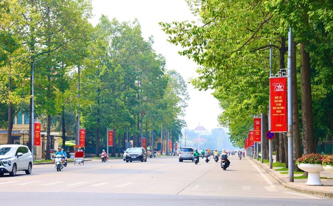 24 cây xanh trên đường Hùng Vương sẽ được đánh chuyển, chặt hạ