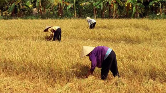 An ninh lương thực quá lạc quan! ảnh 1 An ninh lương thực quá lạc quan! ảnh 1